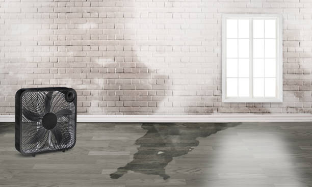 Best Flood restoration services  in Colquitt, GA